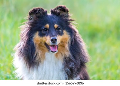 Sheltie Dog Tongue Hanging Out On Stock Photo (Edit Now) 1565996836