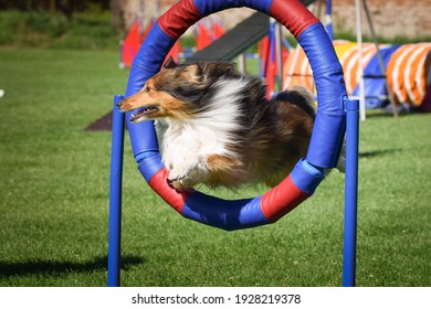 Sheltie Is Jumping In Tyre. Amazing Day On Czech Agility Privat Training