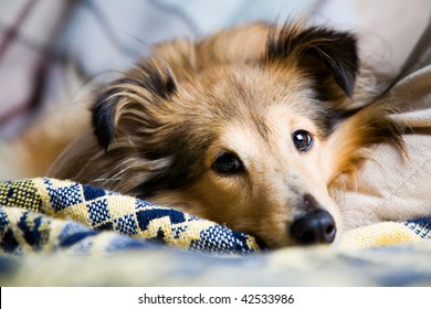 Sheltie Laying Down On Living Room Couch