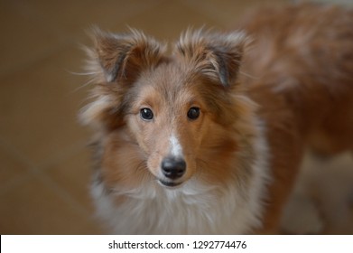 Imagens Fotos Stock E Imagens Vetoriais De Puppy Eyes Shutterstock