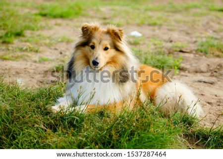 Similar – Image, Stock Photo Freshman plays with Collie bitch