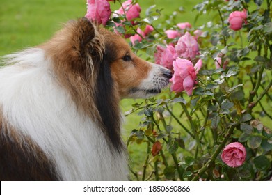 Sheltie Shetland Sheepdog Dog Smelling Pink Rose