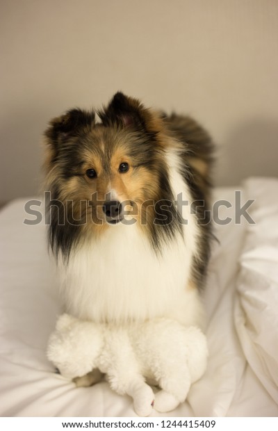 stuffed sheltie