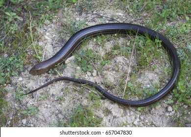 55 Pallas' Glass Lizard Images, Stock Photos & Vectors | Shutterstock