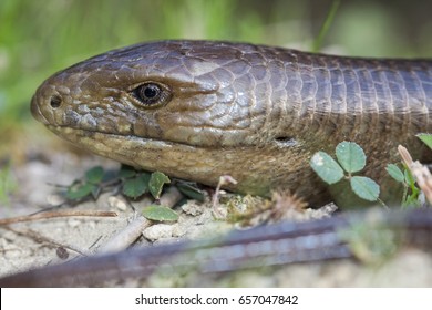 Sheltopusik Commonly Called Pallas Glass Lizard库存照片657047842 | Shutterstock