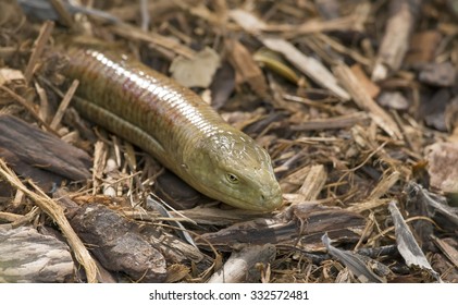 Sheltopusik European Legless Lizard Pseudopus Apodus Stock Photo ...