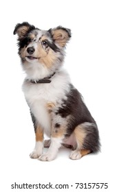 Shelty Or Shetland Sheepdog Puppy