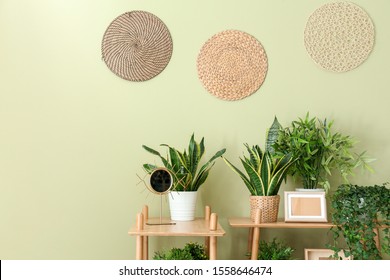 Shelves with green houseplants near color wall