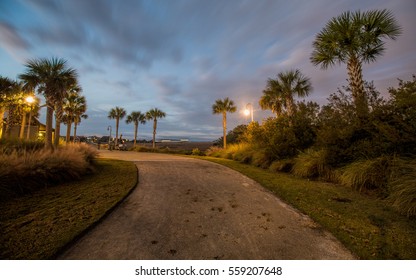 Shem Creek Palms