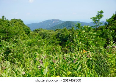 Shenandoah National Park View Of Old Rag Mountain From Near Skyline Drive. Old Rag Mountain Is A 3,284 Feet Mountain Near Sperryville In Madison County, Virginia. A Popular Hike To The Summit. 