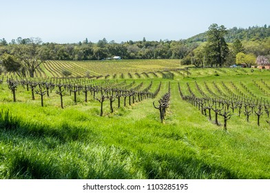 Shenandoah Vineyard View