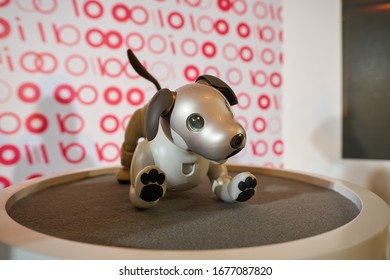 160 Aibo Stock Photos, Images & Photography | Shutterstock