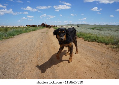 Shepard Dog Mongolia
