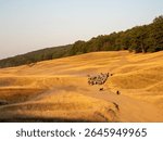 shepard sheep traditional Sheepherding landscape