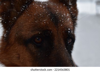  Sheperd Dog  Eye Close Up.