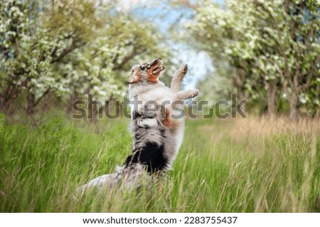 Shepher dog standing on hind legs in the blooming garden
