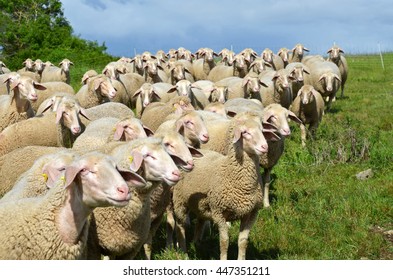 shepherd