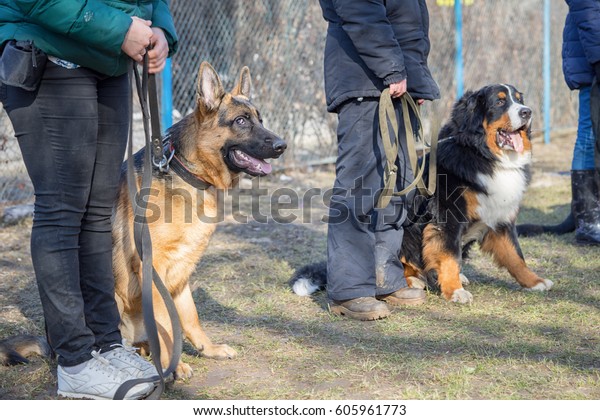 Shepherd and Bernese\
Mountain Dogs sitting near their masters legs during the dog\
training course in\
dogschool