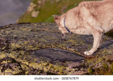 Shepherd With Blue Collar Drinks Water From A Puddle That Has Formed On A Stone.