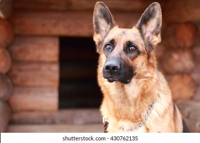 Shepherd dog.