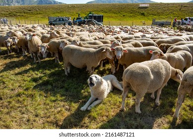 Shepherd dog barking to guard a flock of sheep. Sheepdog barks. Abruzzo, Italy - Shutterstock ID 2161487121