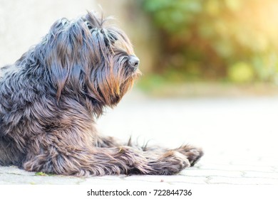 Shepherd Dog Bergamasco Profile.