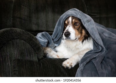 A Shepherd Dog Covered With A Blanket On The Couch