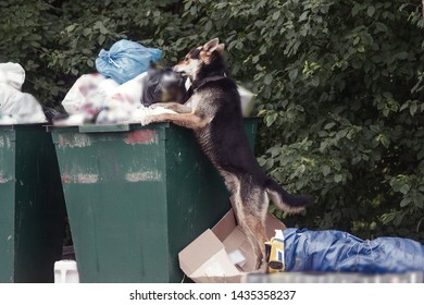 Shepherd Dog Digging With Head In Trash Can. Problem Of Garbage And Animals