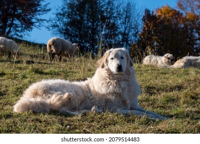 355 Sheepdog guarding flock sheep Images, Stock Photos & Vectors ...