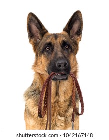 shepherd dog and leash in the teeth
