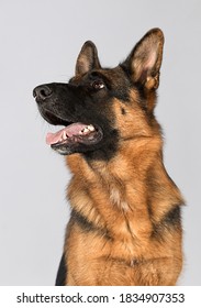 Shepherd Dog Looking Sideways In Studio