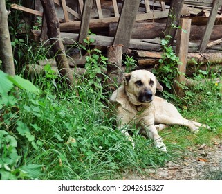 Shepherd Dog Lying On The Grass