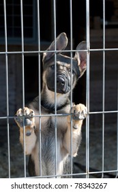 Shepherd Dog Puppy In The Pound