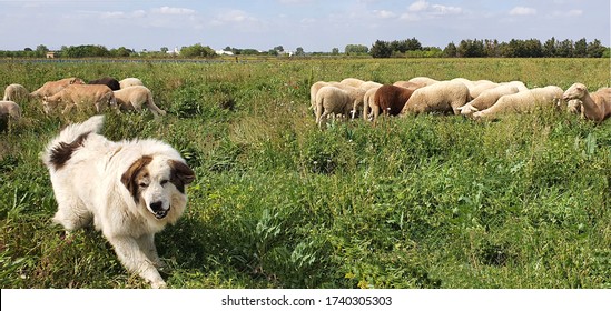 Shepherd Dog Ready To Attack To Protect His Flock Of Sheep From Intruders.