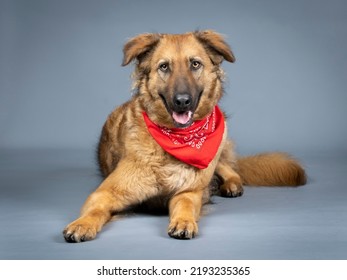 Shepherd Dog With Red Bandana Around His Neck Lying On Front