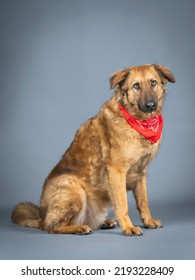 Shepherd Dog With Red Bandana On His Neck