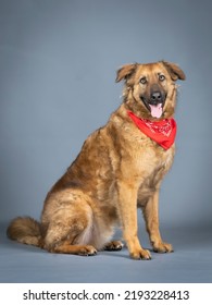 Shepherd Dog With Red Bandana On His Neck