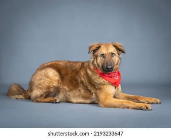 Shepherd Dog With Red Bandana On His Neck Lying Down