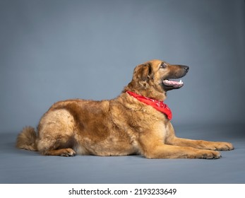 Shepherd Dog With Red Bandana On His Neck Lying Down