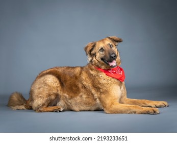 Shepherd Dog With Red Bandana On His Neck Lying Down