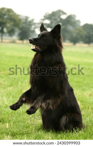 Shepherd dog sits up to beg