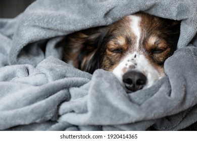 A Shepherd Dog Sleeping In A Blanket