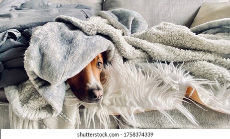 Shepherd Dog Sleeping On Sofa Hiding Wrapped Up In Blankets