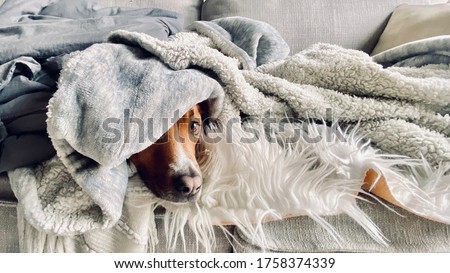 Shepherd Dog Sleeping on Sofa Hiding Wrapped up in Blankets