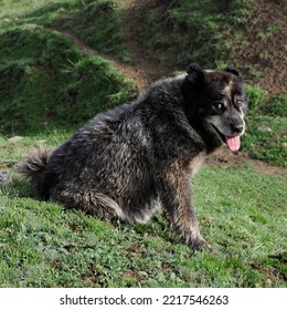 Shepherd Dog With A Sly Look