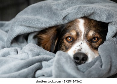 82,940 Warm dog Images, Stock Photos & Vectors | Shutterstock