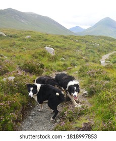 Shepherd Dogs In The Cuillin Hills