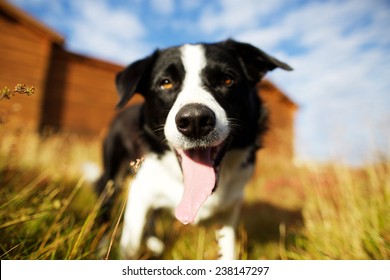 Shepherd dog"s nose in focus  in Iceland