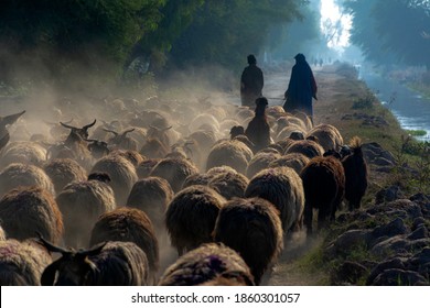 shepherd with flock of sheep in dust 
A large herd of sheep and a shepherd in the dust in the rays of sunset at the asphalt road in a desert area - Shutterstock ID 1860301057