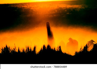 Shepherd and flock. Sunset background.